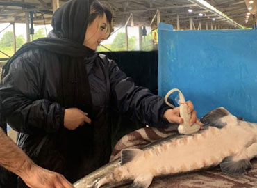 سونوگرافی و تشخیص جنسیت