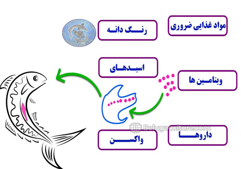 تغذیه لارو تاسماهی با آرتمیا