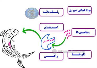 شروع تغذیه فعال لارو تاسماهی ازحساسترین و مهمترین دوران موثر در بازماندگی این گونه با ارزش می باشد از اینرو آرتمیا به عنوان غذای زنده غنی از اسیدهای چرب بهترین تغذیه برای حفاظت و رشد لاروها می باشد.