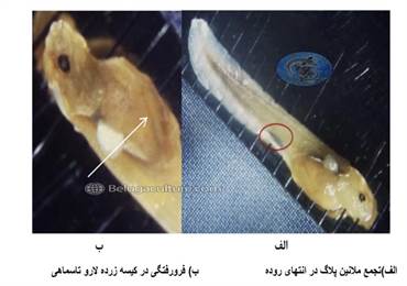 بچه ماهیان بایستی در مراحل اولیه زندگی خود پس از شروع تغذیه فعال تا وزن 3 گرم، با غذای زنده (شامل دافنی ها، آرتمیا،لارو شیرونومیده و...)  تغذیه شوند درغیر اینصورت تلفات در مراحل لاروی افزایش می یابد.
