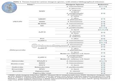 برخی از ویروس های اصلی موثر بر ماهیان خاویاری sNCLDV و Alloherpesviruses هستند. بیماری های ناشی از این ویروس ها عمدتاً بچه ماهیان را تحت تأثیر قرار می دهد و می تواند منجر به مرگ و میر تجمعی بالا شود.