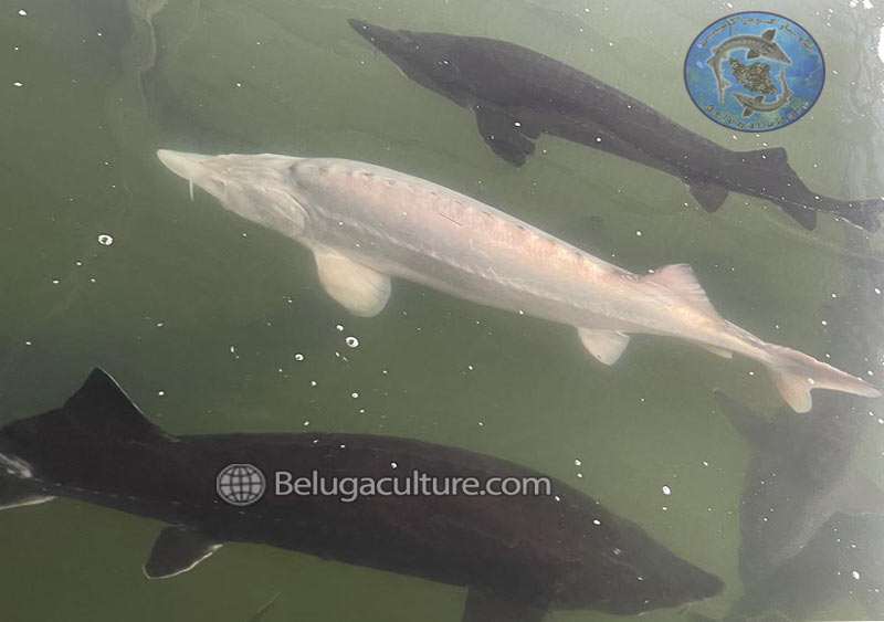 سیستم های پرورشی تاسماهیان